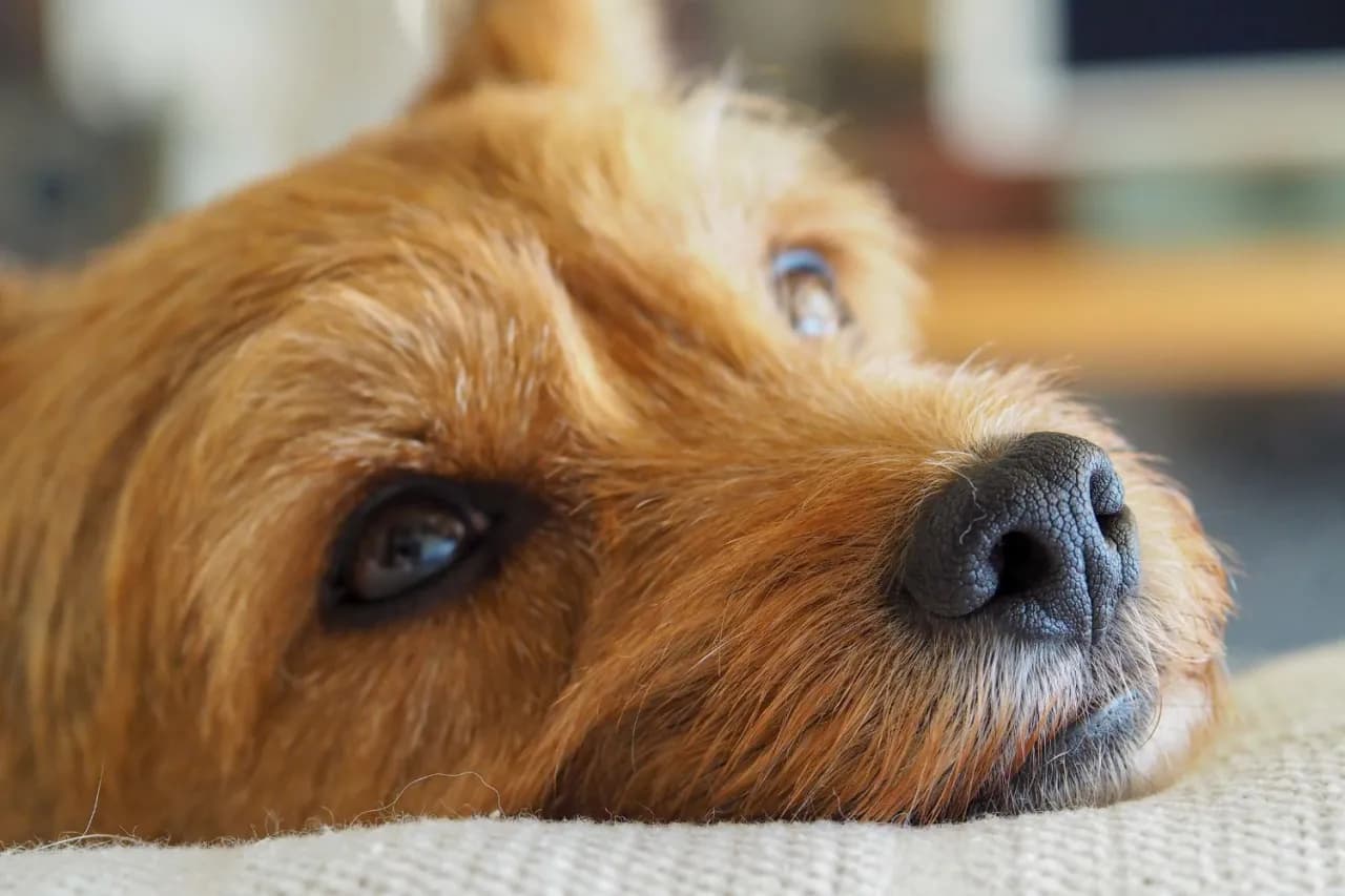 Pies bez rodowodu: Kundelek, mieszaniec jak wybrać mądrze?