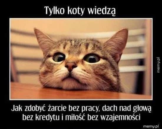 Najlepsze memy z kotami: śmiech gwarantowany! Zobacz klasyki.