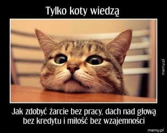 Najlepsze memy z kotami: śmiech gwarantowany! Zobacz klasyki.