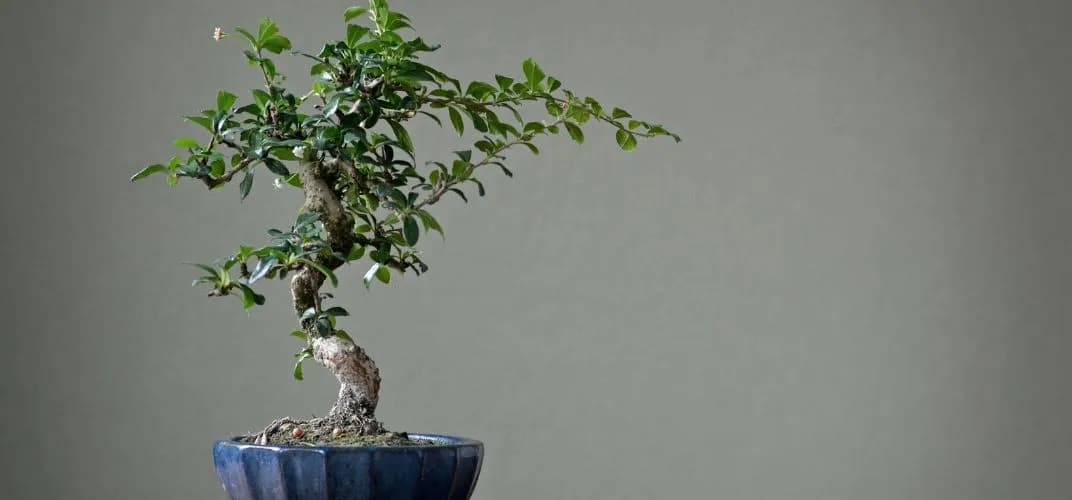 Bonsai nie żyje? Sprawdź oznaki życia i śmierci drzewka