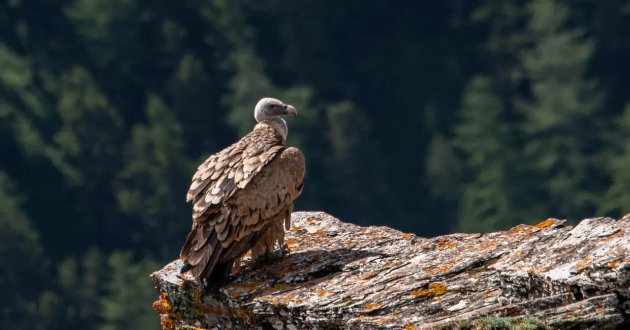 Duży Ptak Drapieżny Krzyżówka: Orzeł, Sęp, Bielik i Inne Odpowiedzi
