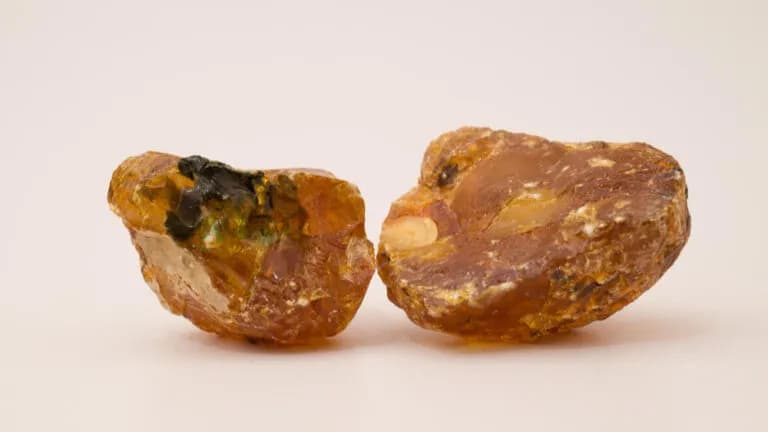 Skąd się wziął bursztyn w Bałtyku? Odkryj jego prehistoryczną historię