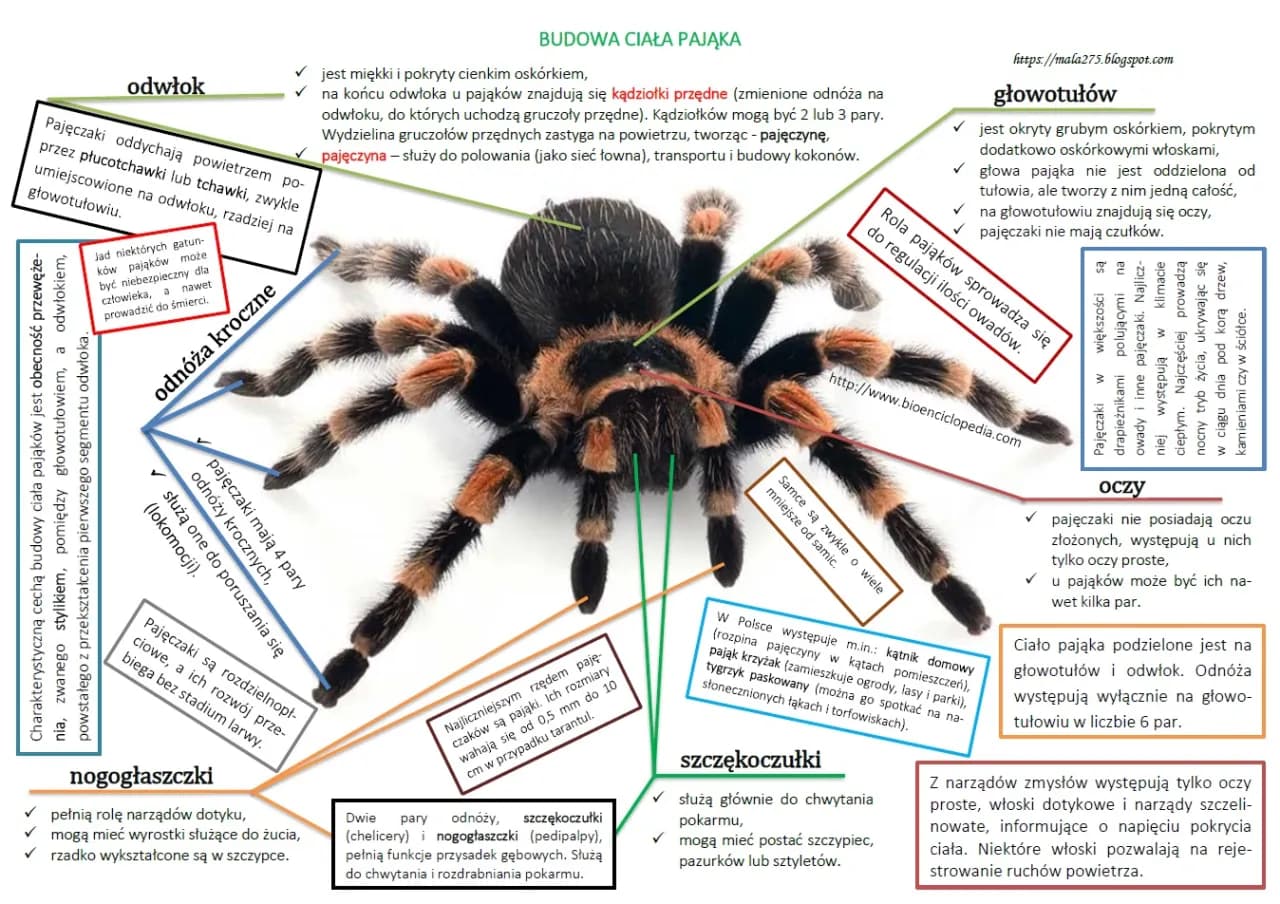 Ćwiczenia tułowia w krzyżówce: Szybkie odpowiedzi i synonimy